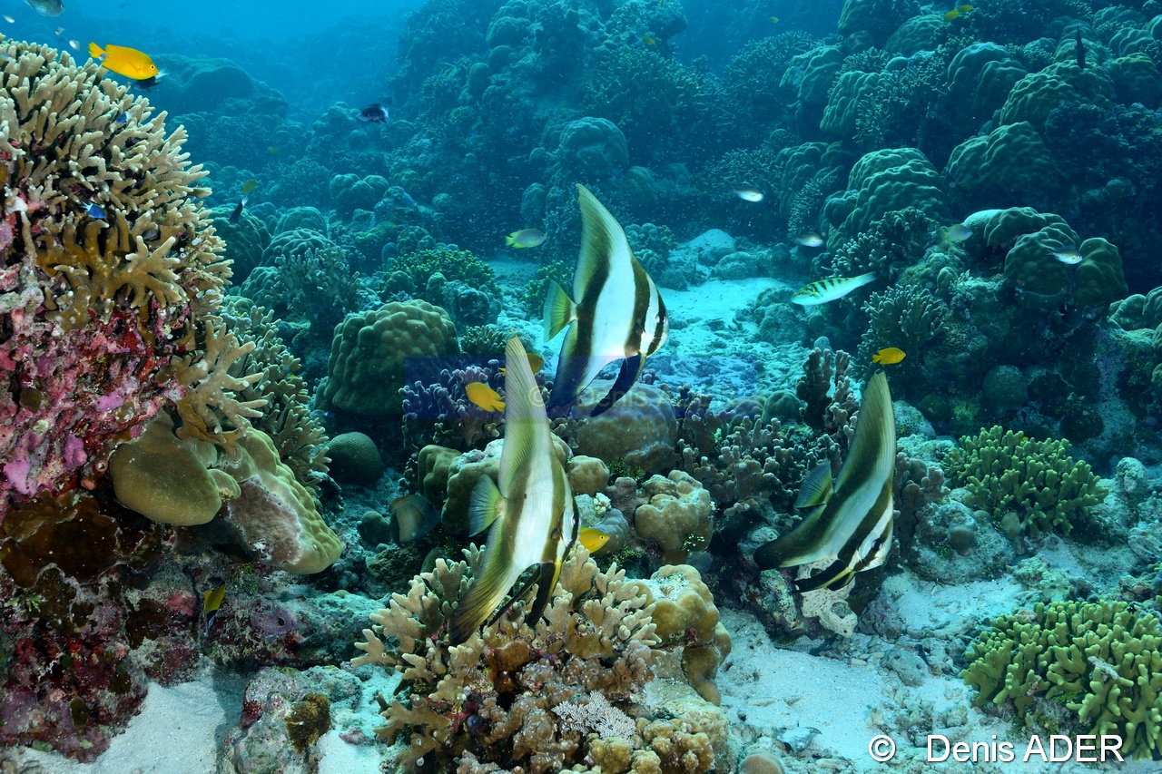 Platax pinnatus-Wakatobi Wangi Island-20m-20180601-Denis-ADER-DSC_2876_tn.jpg